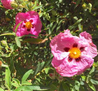 Mas des Amis à Séguret