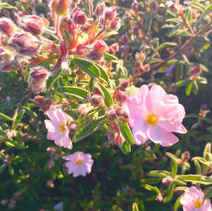 Mas des Amis à Séguret