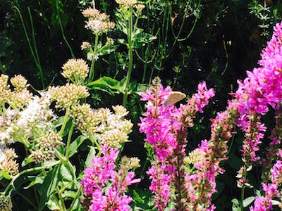 Mas des Amis à Séguret