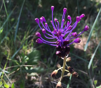 Mas des Amis à Séguret