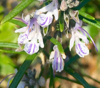 Mas des Amis à Séguret