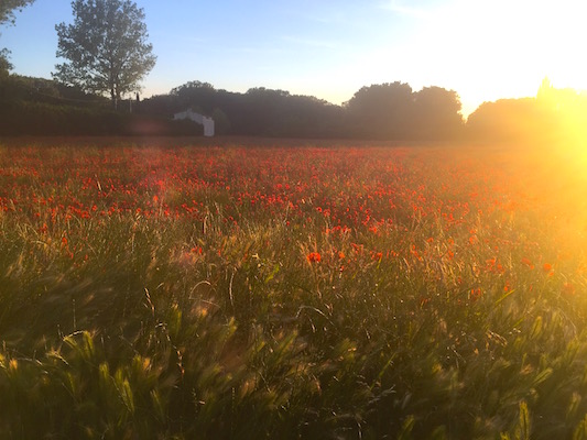 Mas des Amis à Séguret
